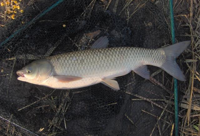 De pe ... balti ... 1 - im000454.JPG